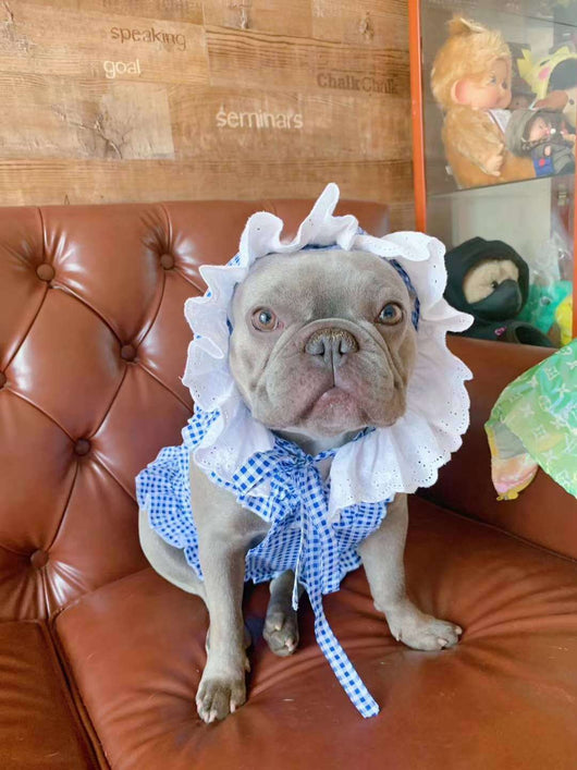 Vestido Escocés para Perro con Accesorios - Image 22