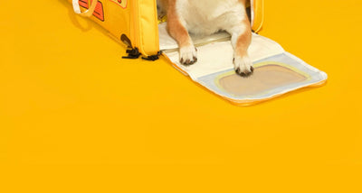 Transportín-Nido Plegable para Gatos Campus Bus - Image 31