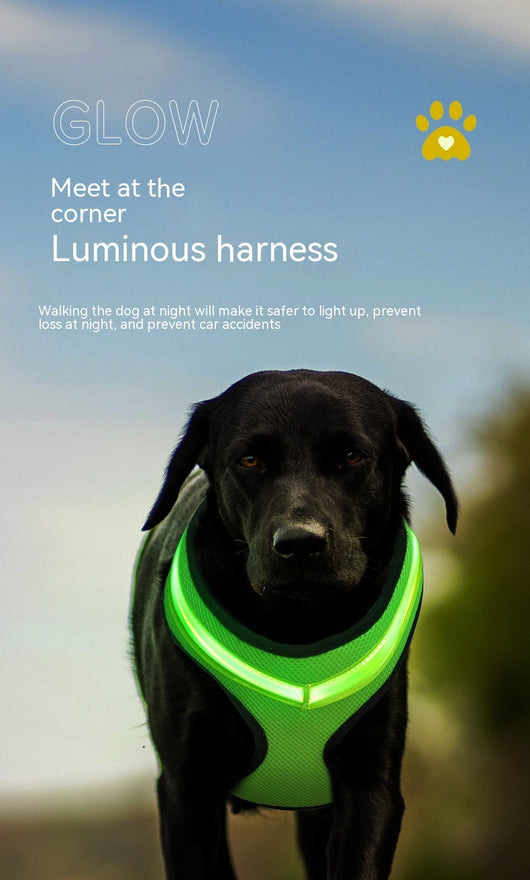 Arnés LED Recargable para Perros con Reflectante de Seguridad - Image 35