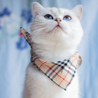Babero Pañoleta Encaje Gato Estilo Princesa con Decoración - Image 51