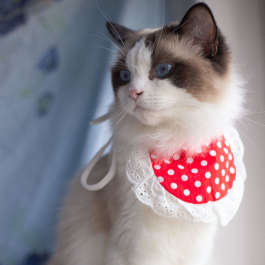 Babero Pañoleta Encaje Gato Estilo Princesa con Decoración - Image 66