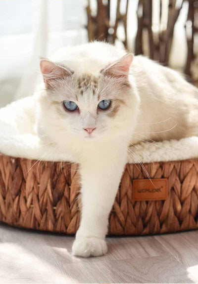 Nido Cálido para Gatos con Rascador de Ratán Invierno - Image 30