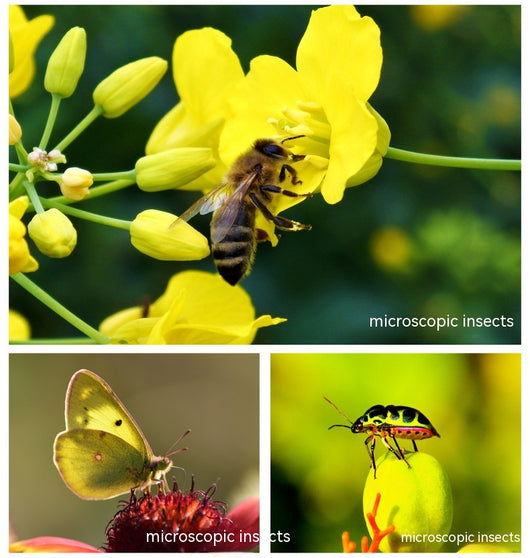 Lente Macro Teleobjetivo 30-120mm para Smartphone - Image 16