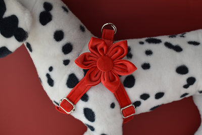 Arnés para Perro Rojo de Franela con Hebilla Dorada - Image 19