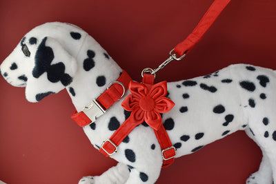 Arnés para Perro Rojo de Franela con Hebilla Dorada - Image 20