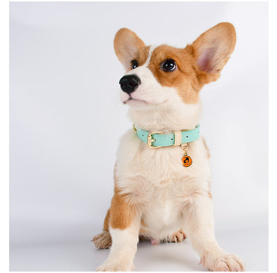 Juego de Collar y Correa para Perro en Cuero Premium - Image 23