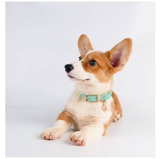 Juego de Collar y Correa para Perro en Cuero Premium - Image 24