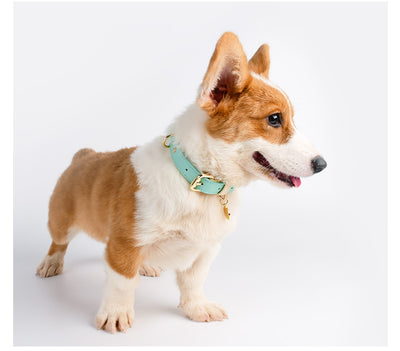 Juego de Collar y Correa para Perro en Cuero Premium - Image 25
