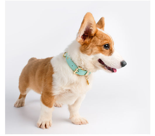 Juego de Collar y Correa para Perro en Cuero Premium - Image 25