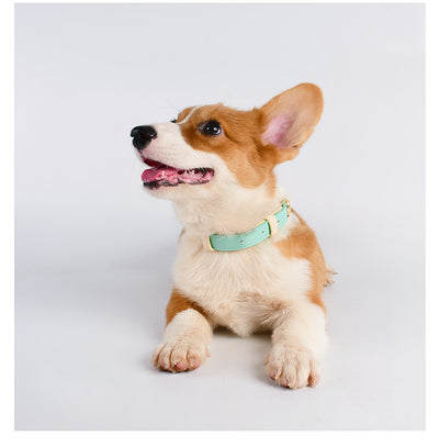 Juego de Collar y Correa para Perro en Cuero Premium - Image 26
