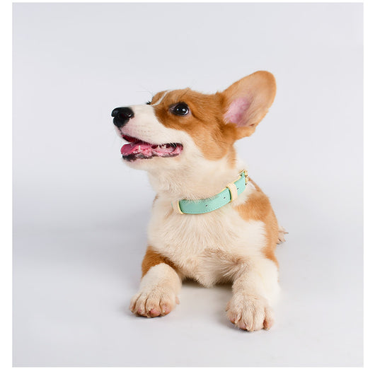 Juego de Collar y Correa para Perro en Cuero Premium - Image 26