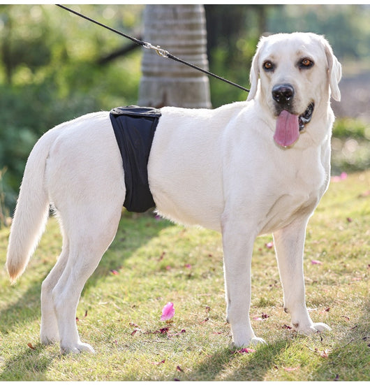 Pañal Protector para Perros Macho - Cinturón Sanitario Reutilizable - Image 13
