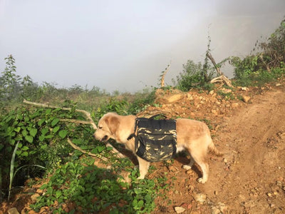 Mochila Deportiva Amplia para Perros - Aventuras al Aire Libre - Image 9