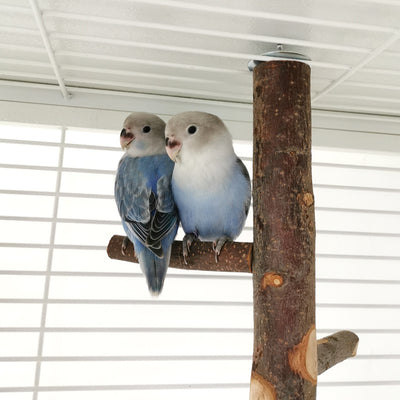 DIY bird stand kit with natural apple wood perches, including a long main perch, four smaller perches, and metal hardware. - Image 13