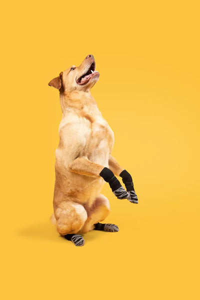 Zapatos Impermeables Antideslizantes para Mascotas - Protección Total para Perros y Gatos - Image 23