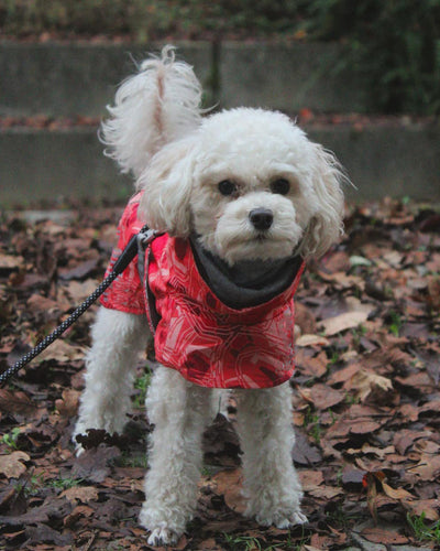 Abrigo Acolchado Impermeable para Perros Grandes - Protección Térmica Invierno - Image 38