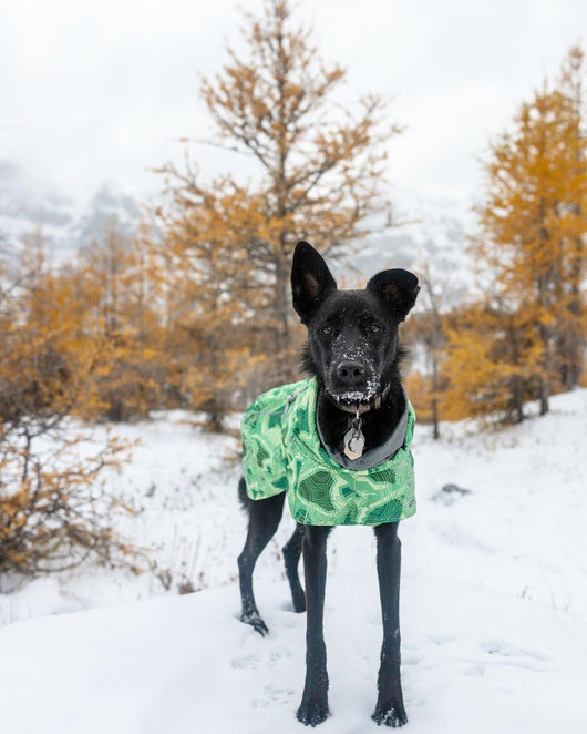 Abrigo Acolchado Impermeable para Perros Grandes - Protección Térmica Invierno - Image 48