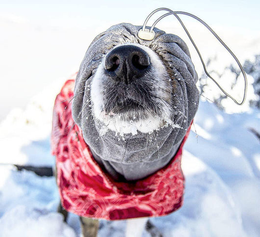 Abrigo Acolchado Impermeable para Perros Grandes - Protección Térmica Invierno - Image 49