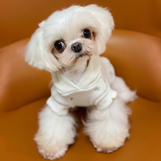 Ropa Casual Elegante para Mascotas Teddy - Image 14