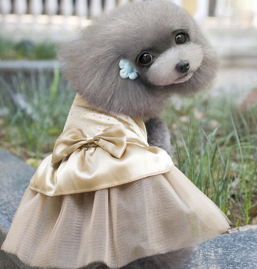 Vestido de Novia para Perros - Image 6