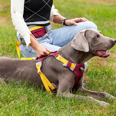 Chaleco Reflectante para Entrenamiento de Perros con Correa de Pecho - Image 16