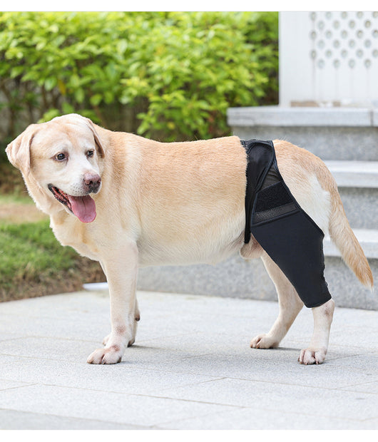 Rodillera Protectora para Perros - Soporte Articular y Recuperación Postoperatoria - Image 23