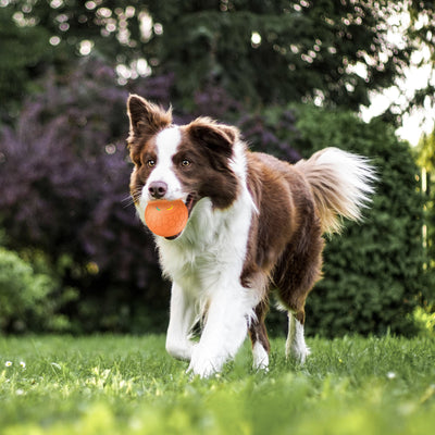 Orange electric intelligent remote control ball with a multicolor light-up paw print and hexagonal texture. - Image 17