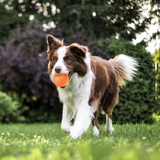 Orange electric intelligent remote control ball with a multicolor light-up paw print and hexagonal texture. - Image 17