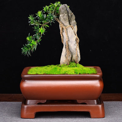 Maceta de Arena Púrpura Rectangular con Base para Bonsái, Orquídeas y Plantas de Interior - Image 19