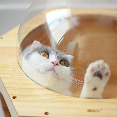 Árbol Rascador de Madera Maciza Premium para Gatos con Agujeros de Perforación - Image 8