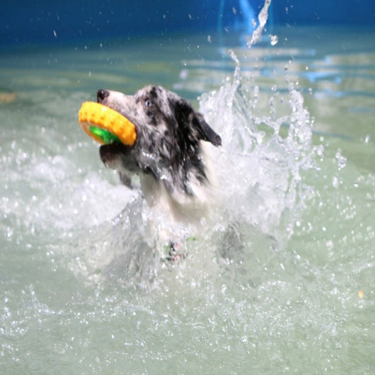 Pelota Interactiva Funi Bite para Adiestramiento Canino - Image 14