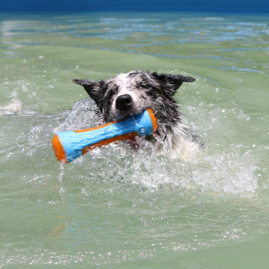 Pelota Interactiva Funi Bite para Adiestramiento Canino - Image 15