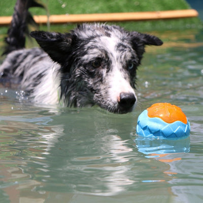 Pelota Interactiva Funi Bite para Adiestramiento Canino - Image 16