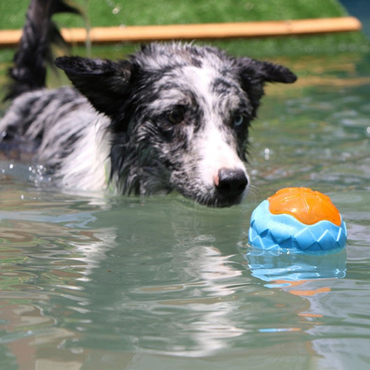 Pelota Interactiva Funi Bite para Adiestramiento Canino - Image 16