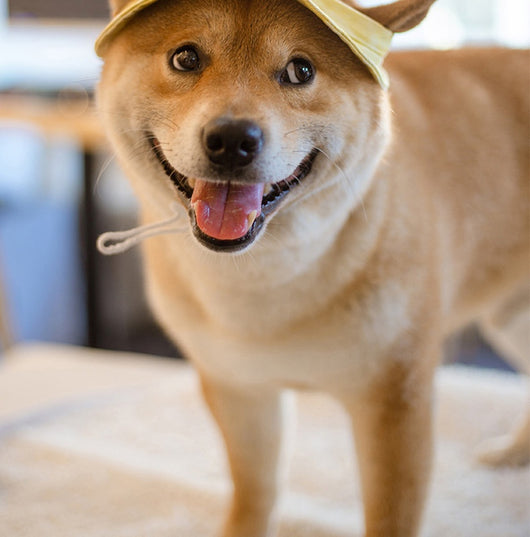 Gorro Bucket Transpirable para Perros y Gatos - Protección Estival Resistente - Image 11