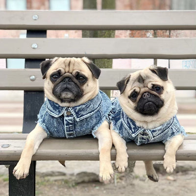 Chaqueta de Mezclilla Lavada para Perros - Ropa Cómoda y Elegante - Image 30
