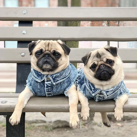 Chaqueta de Mezclilla Lavada para Perros - Ropa Cómoda y Elegante - Image 30