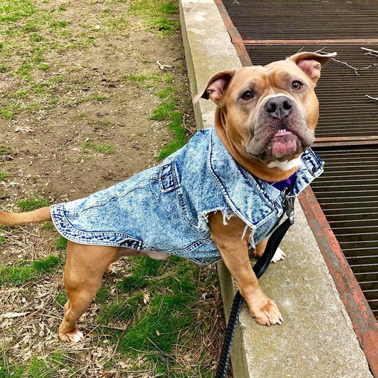Chaqueta de Mezclilla Lavada para Perros - Ropa Cómoda y Elegante - Image 31