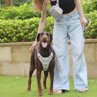 Arnés Gentleman Gris Pizarra en Pana - Collar y Pechera Premium para Mascotas - Image 50