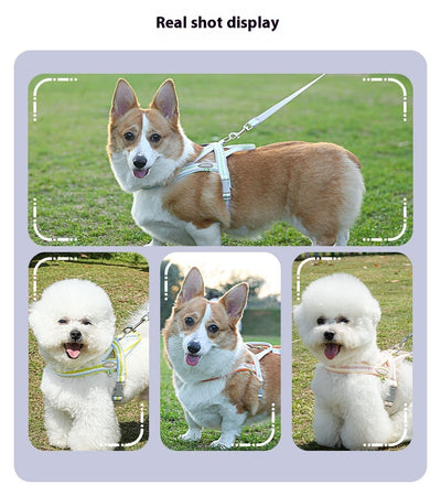 Arnés Portátil para Perro con Cuerda de Mano - Image 15