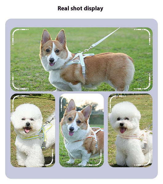 Arnés Portátil para Perro con Cuerda de Mano - Image 15