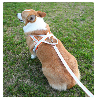 Arnés Portátil para Perro con Cuerda de Mano - Image 19