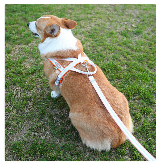 Arnés Portátil para Perro con Cuerda de Mano - Image 19