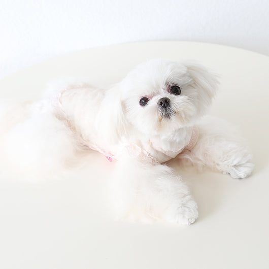 Chaleco de Encaje Antiestático para Mascotas - Ropa Elegante para Perros y Gatos - Image 51
