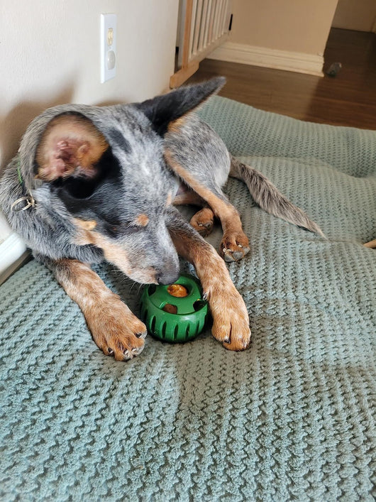 Green silicone treat-dispensing dog toy and yellow silicone slow feeder mat with four round compartments. - Image 10