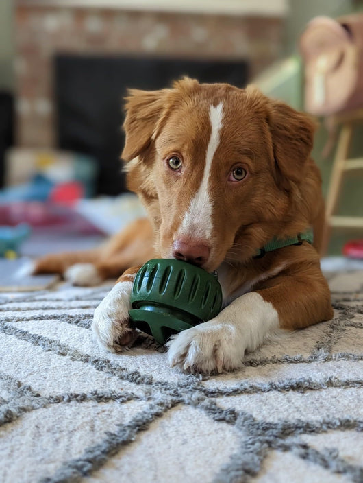 Green silicone treat-dispensing dog toy and yellow silicone slow feeder mat with four round compartments. - Image 13
