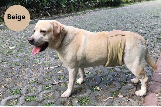 Cinturón Fisiológico Pañal Especial para Mascotas - Image 13