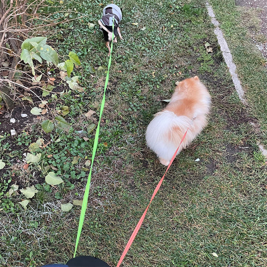 Correa Retráctil para Perros Pequeños con Luz LED y Giratorio 360° - Image 26