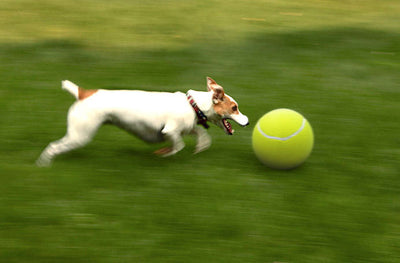 Large 8.5 inch (21.5 cm) yellow tennis ball, ideal for pet play or dog training. - Image 31