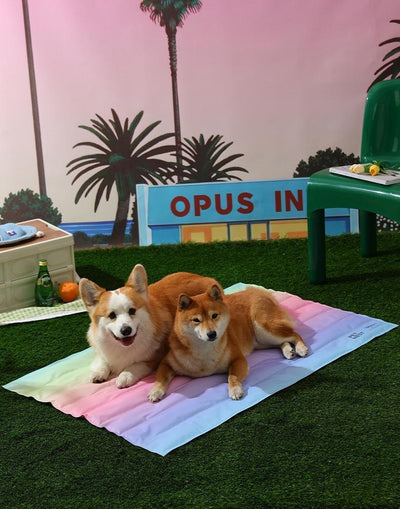 Colchoneta Refrescante para Perros - Mat de Gel para Verano - Image 20